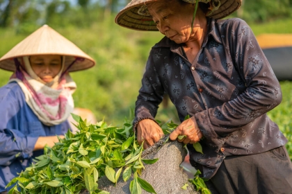 Nhân viên kỹ thuật của Nam Đô hướng dẫn bà con canh tác