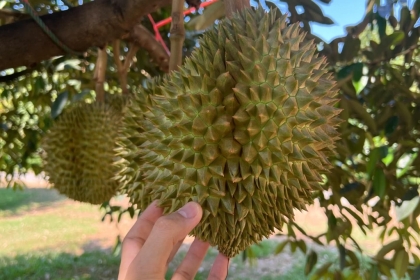 Cận cảnh bà con được nhân viên kỹ thuật của Nam Đô hướng dẫn canh tác