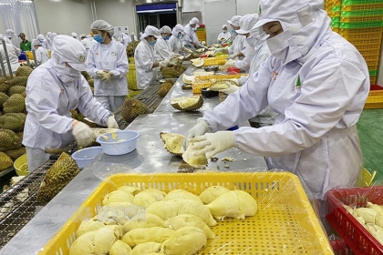 Những điều đặc biệt cần lưu ý khi xuất khẩu sầu riêng đông lạnh sang Trung Quốc
