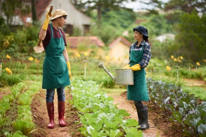 Nhân viên kỹ thuật của Nam Đô hướng dẫn bà con canh tác