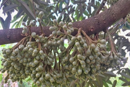 Ra hoa sầu riêng ở Việt Nam