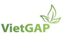 VietGAP VietGAP